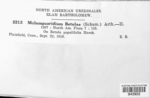 Melampsoridium betulinum image